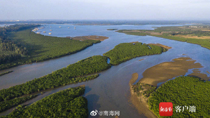 红树成林!海南新盈红树林国家湿地候鸟成群插图6 红树成林!海南新盈红树林国家湿地候鸟成群