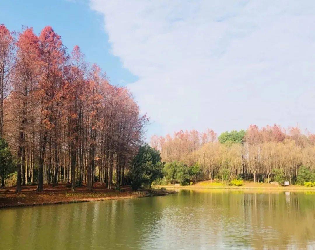 魔都十大遛狗圣地出炉!快带上毛孩子去撒野