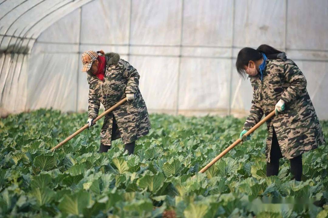 【人民日报】开发区:特色种植助农民就业增收_手机搜狐网