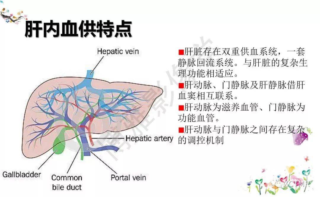 收藏丨肝脏分叶分段的影像解剖_手机搜狐网