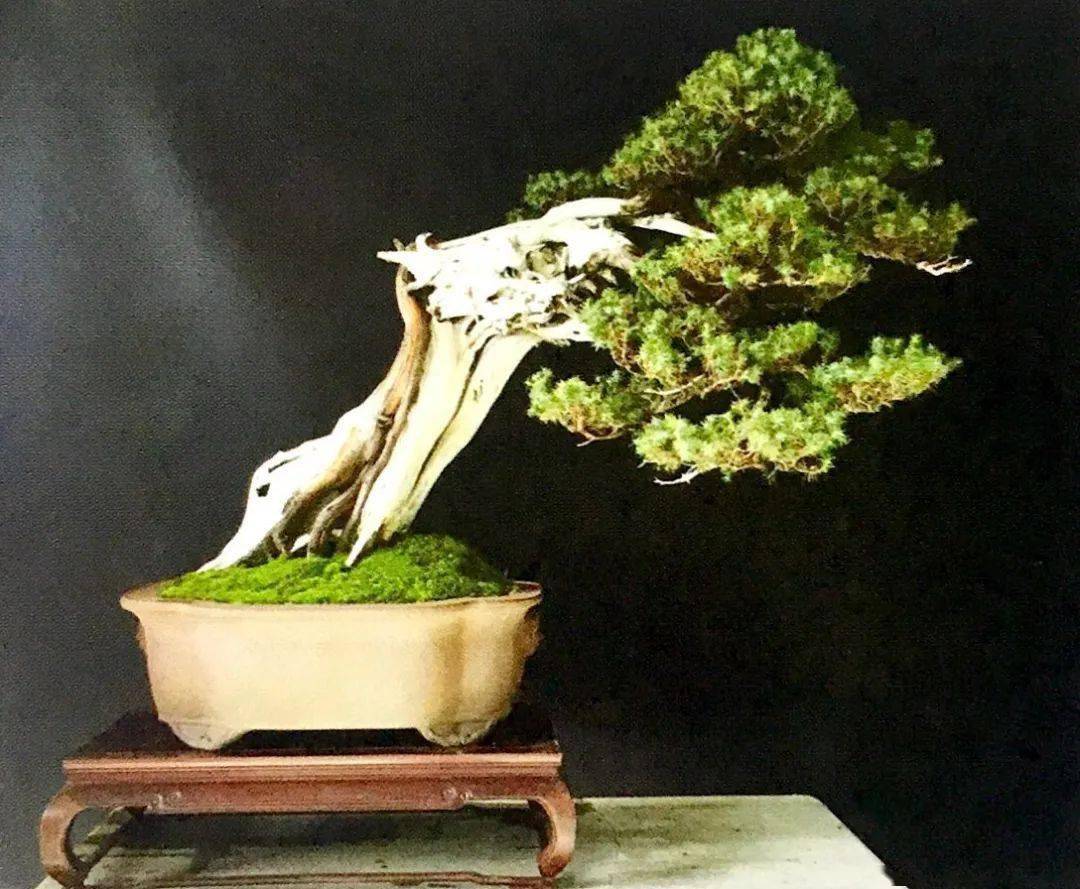 任树木盆景造型再如何变化莫测,也翻不出这