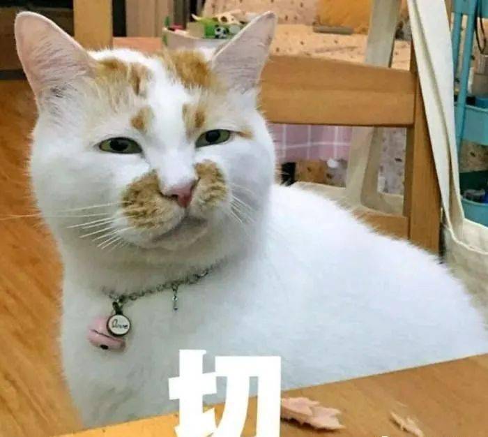 猫咪看似鄙视的眼神到底是什么意思?