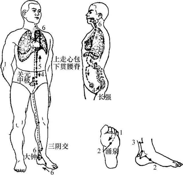 深层认识第四条经络: 足少阴肾经