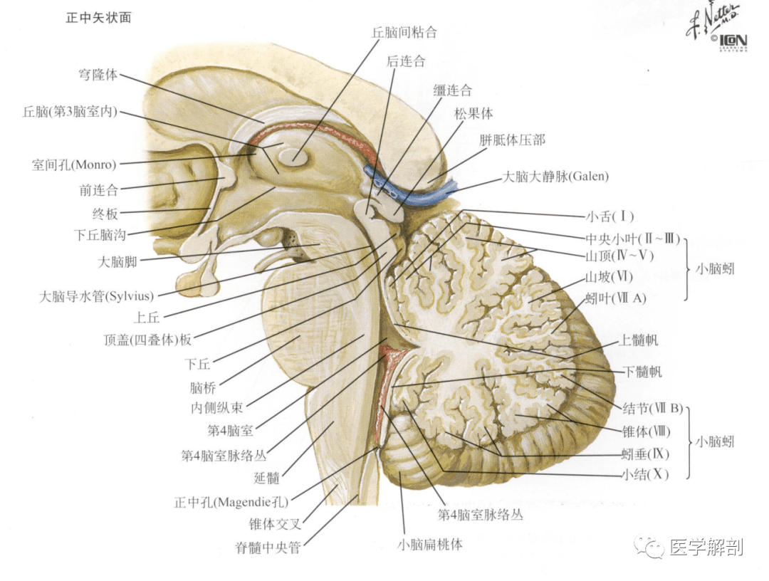 图1-1-13 丘脑、基底核和内囊层面-外科学-医学