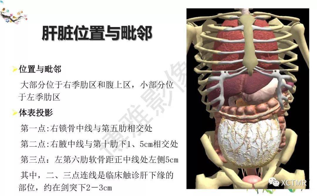 收藏丨肝脏分叶分段的影像解剖