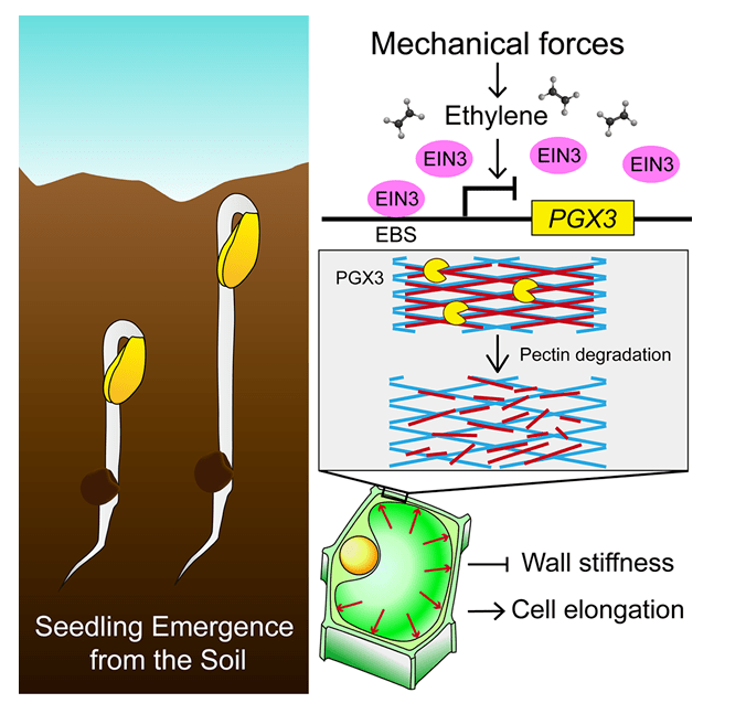 Science Adv | ·֣ѧŶʾֲе ...