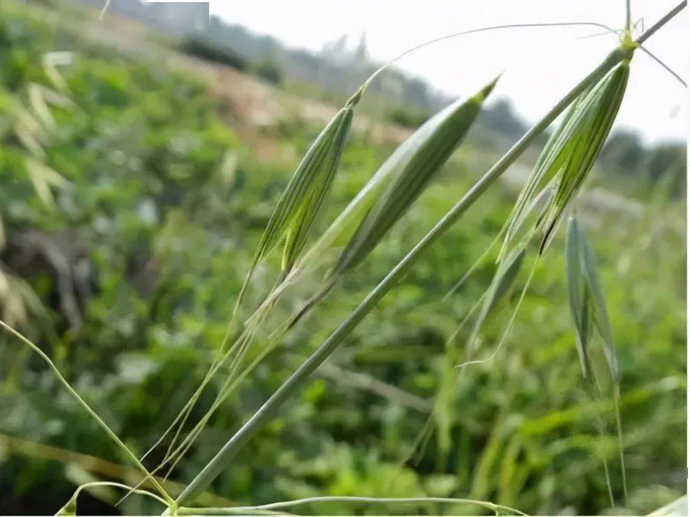 雀麦,野燕麦,节节麦,混在麦田是祸害,学会识别,抓好冬