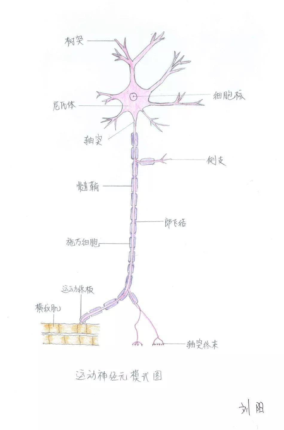 手绘人体解剖图