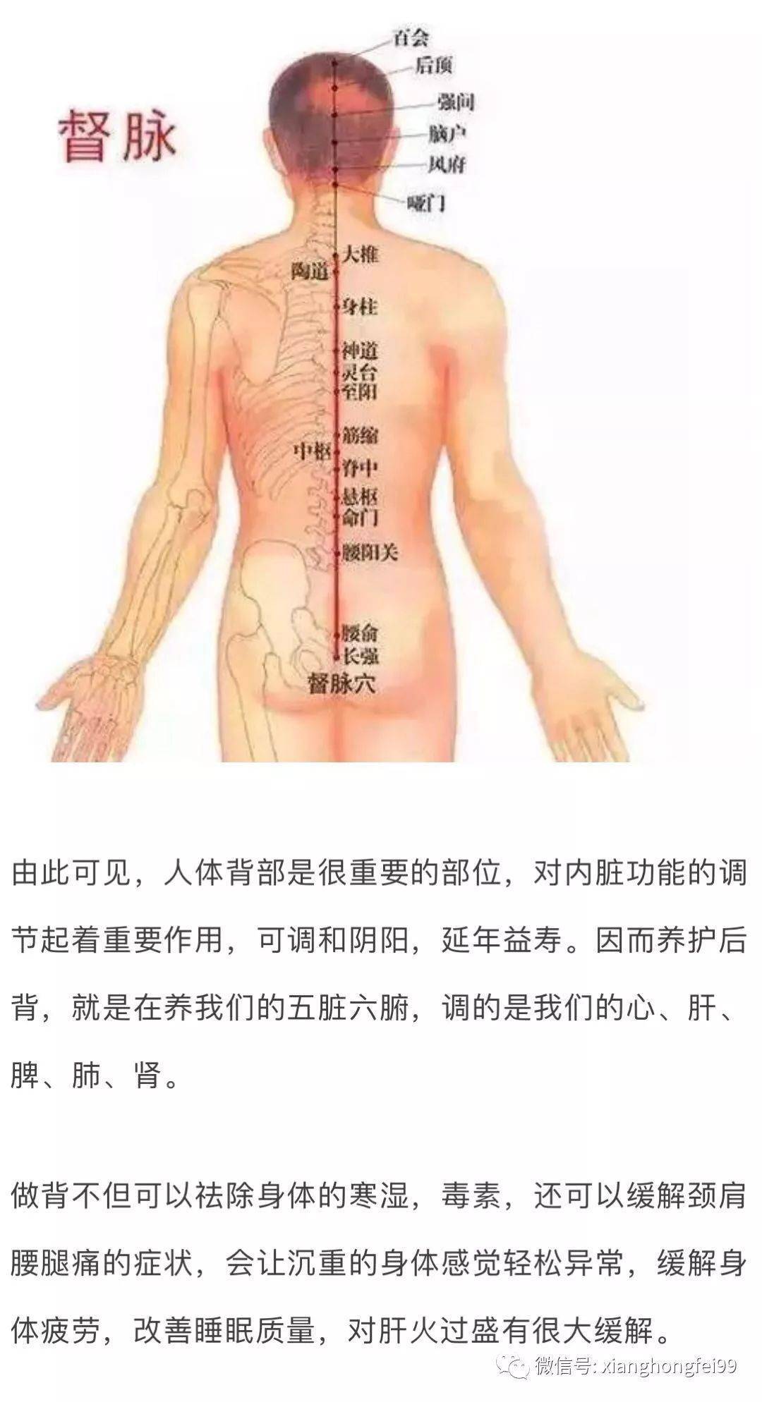 3,后背有条督脉,为阳脉之海后背有条督脉,为阳脉之海,也是全身阳气