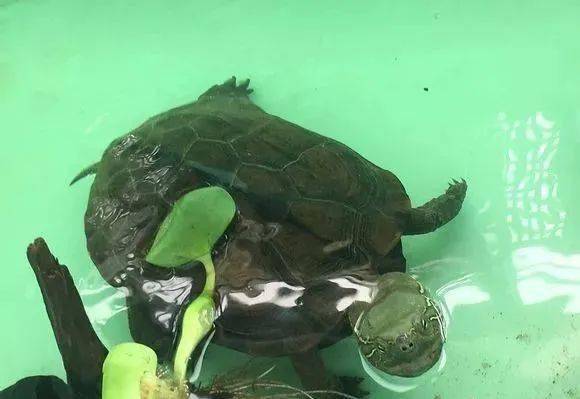 乌龟吃什么食物最合适 f0d3b687a8b34d0fa095f25c6b431be0.jpeg