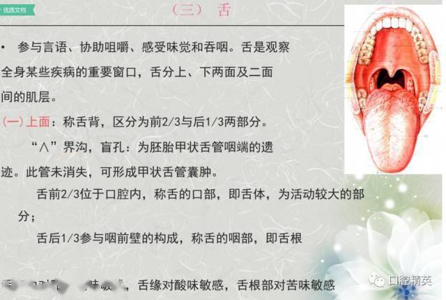 口腔解剖
