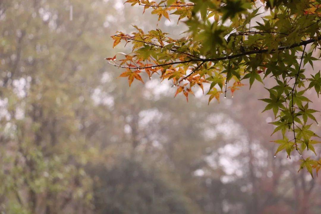 烟雨永泉山前下起淅淅沥沥的小雨天空中轻云漂浮绵绵秋雨不紧不慢的从