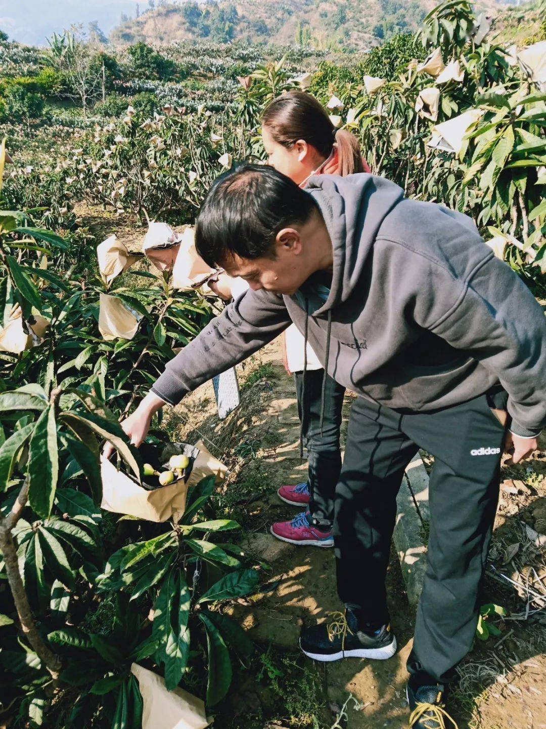 攀枝花人口有多少人口_攀枝花水果有哪些水果