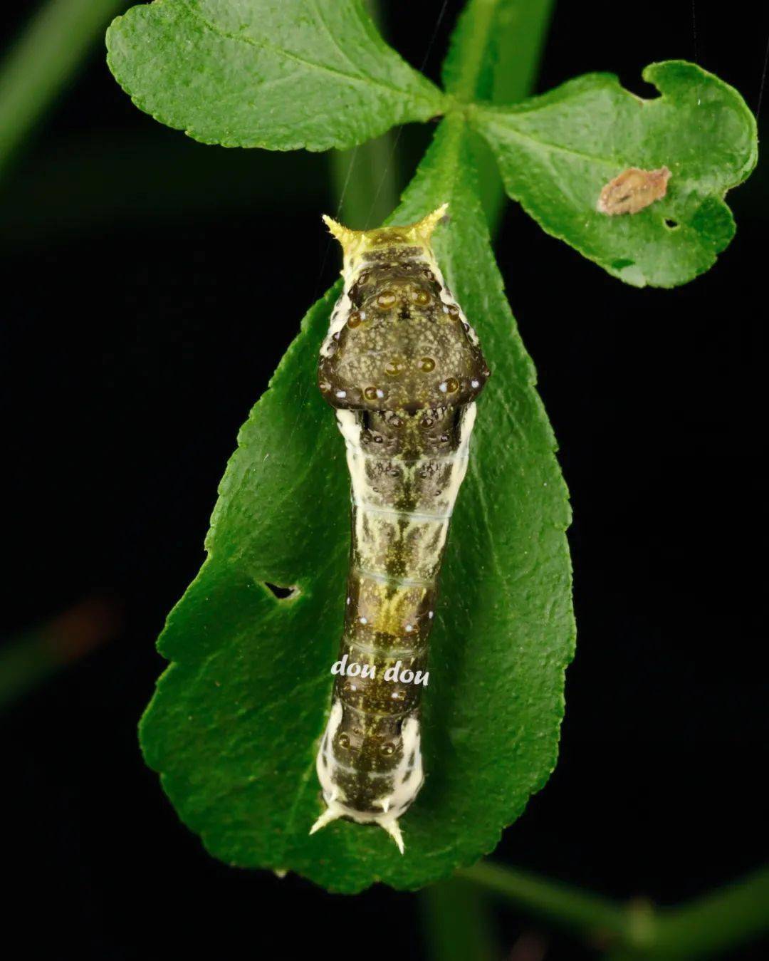 玉带凤蝶 papilio polytes linnaeus, 1758 ,幼虫尾部两侧白色花纹在
