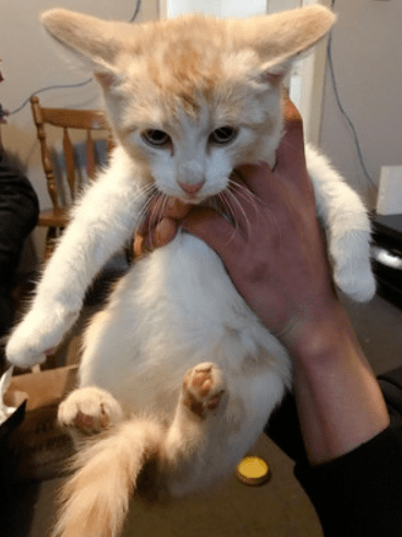 猫咪怎么才能变得很胖 529f9865f9524751b8ad06c18b9e7250.png