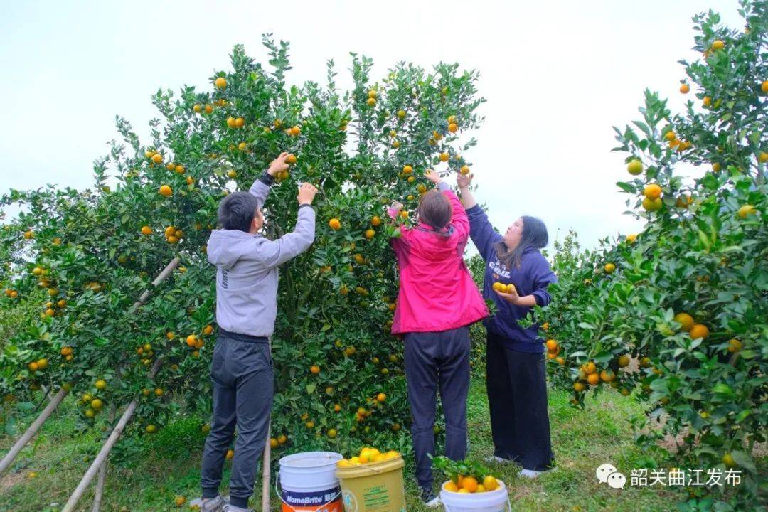 橘农们忙碌采摘橘子.