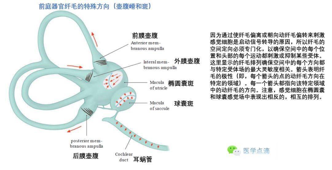 头部旋转期间对侧半规管相互作用