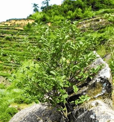 稀奇|这里的安溪铁观音生长在岩石缝中,还能喝出"石山