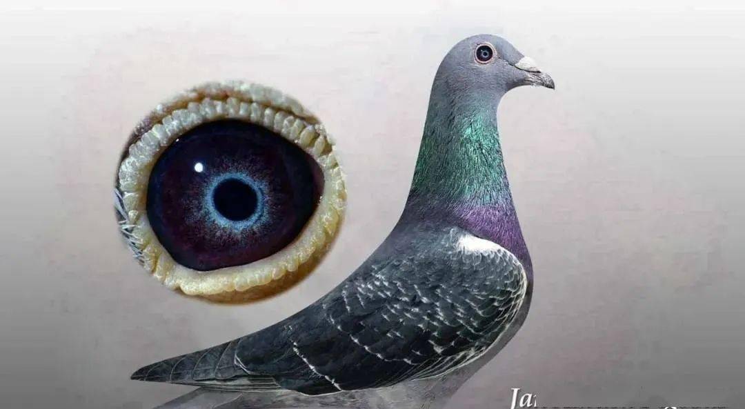高贵而神秘的"紫罗兰"鸽眼揭秘_鸽子