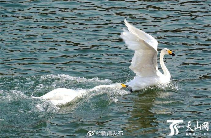 库尔勒越冬天鹅增至300余只