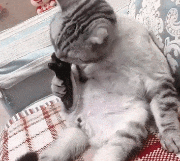 怎样寄宠物快递 75440ed248c0475c9e5b527cf8208155.gif