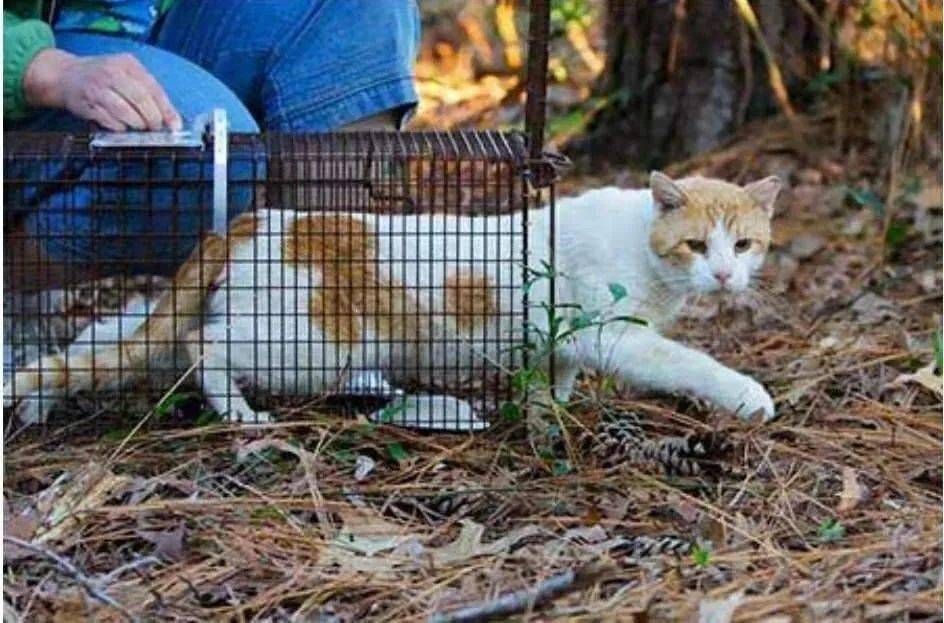 广西河池流浪猫tnr深度培训