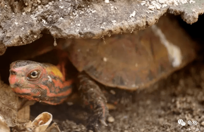 琉球群岛的原生龟:日本地龟,八重山黄喉和琉球种黄缘闭壳龟