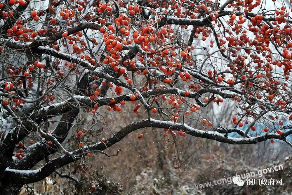 雪中柿树红_手机搜狐网