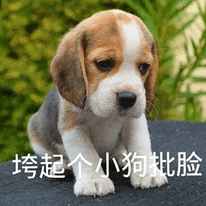 5c56ff7526ac4375ba826a9f98e3cb03.gif