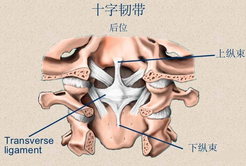 上接枕骨大孔与颅腔相通,下达骶管裂孔而终