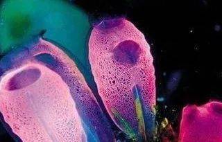 7cb5e16309774be0ab18e4ec252c2d33.jpeg