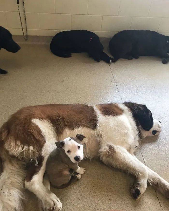 狗为啥喜欢躺地板 b3a2cdbee69a43949b37570330b4a5e5.jpeg