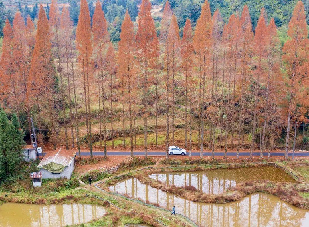 景宁县鹤溪街道余山村的 水杉廊道换上火红的"外套 完全褪去了渐变的