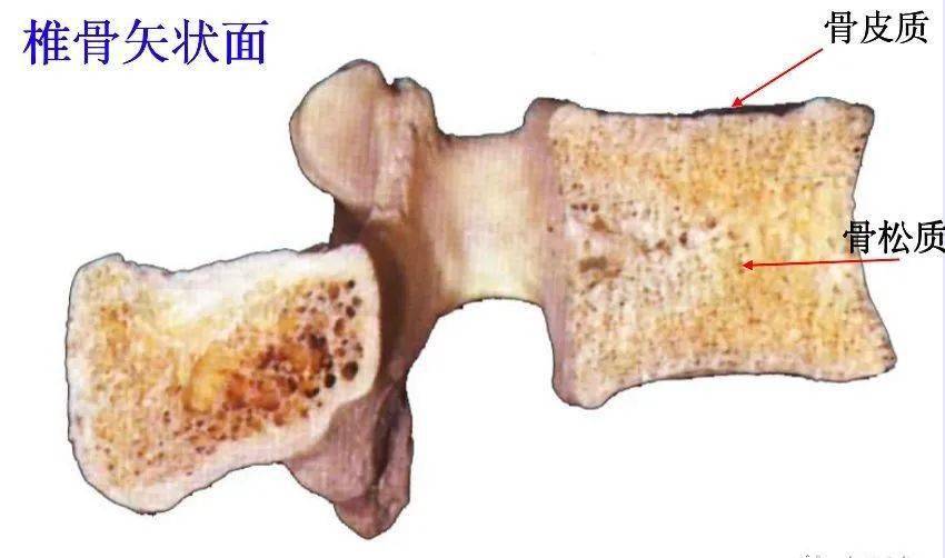 脊柱超详细解剖高清图文版