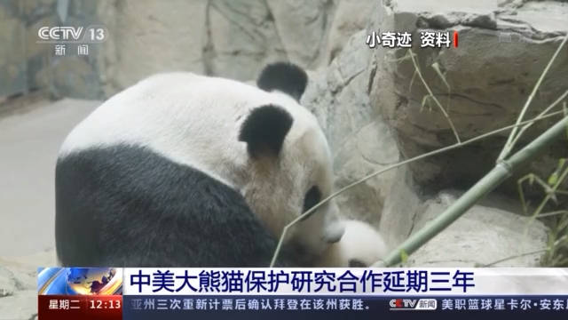 中美续签合作协议大熊猫美香一家三口留美再延长3年