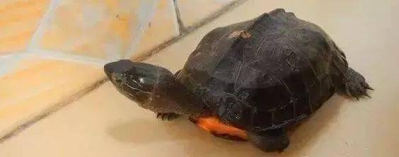 被高度爆炒的黑颈龟为何炒爆了