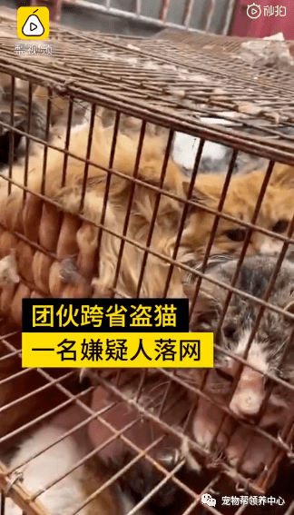 猫贩子伪装成外卖员偷走280只家猫还要把它们端上餐桌卖到虐猫者手里