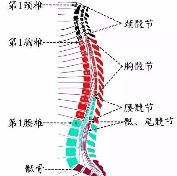 脊柱神经图谱