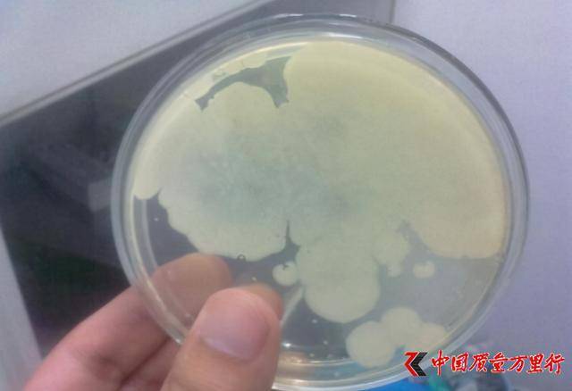 网红食品"黄老五"大肠菌群超标 通常食品检验不合格项目及危害有哪些?