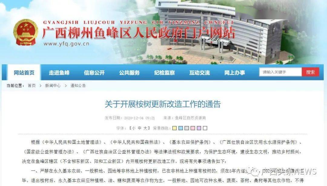 广西这个地方开始全面清退桉树,新种桉树将不得采伐