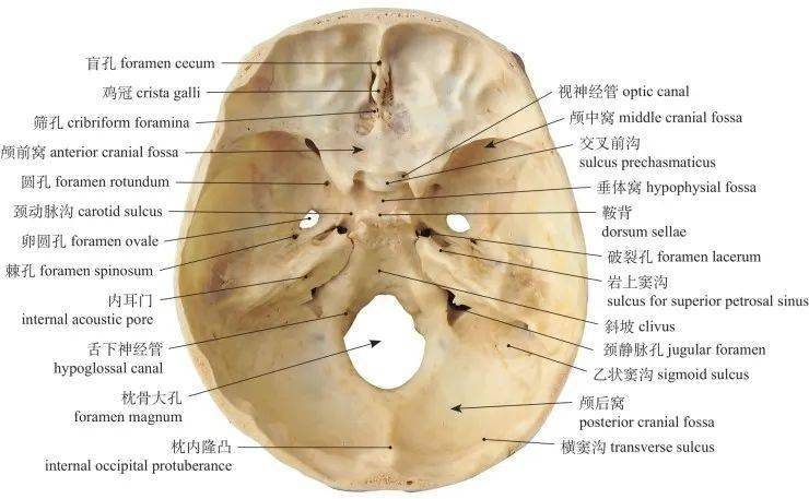 图1-28 颅底内面观 internal surface of the base of skull