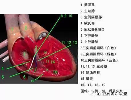 心脏解剖3d图谱高清珍藏版