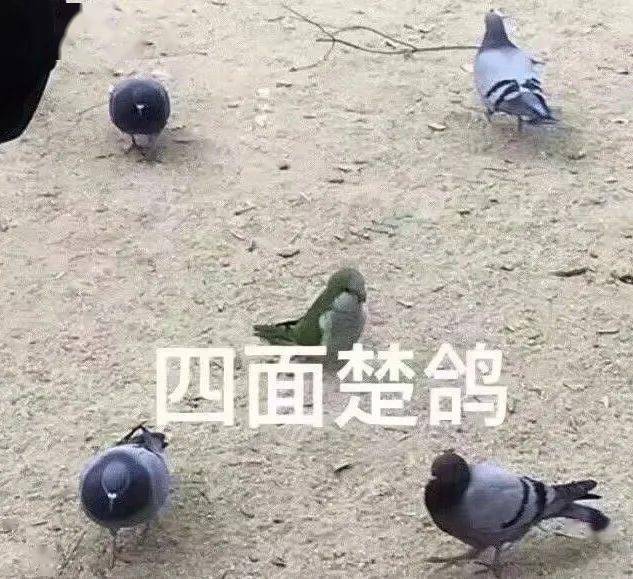 鸽子表情包