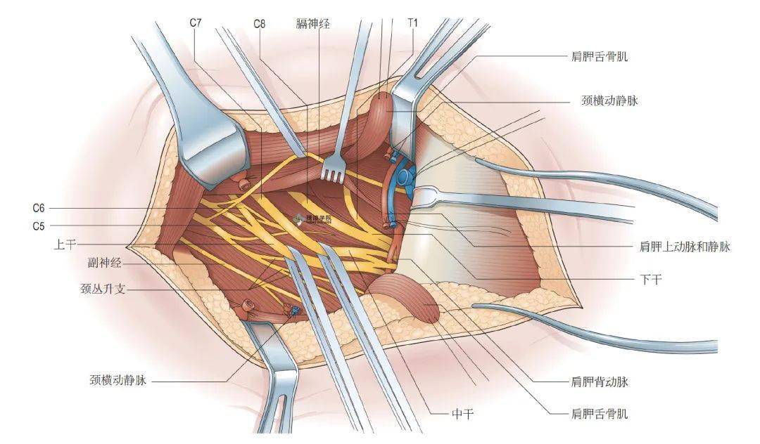 臂丛应用解剖