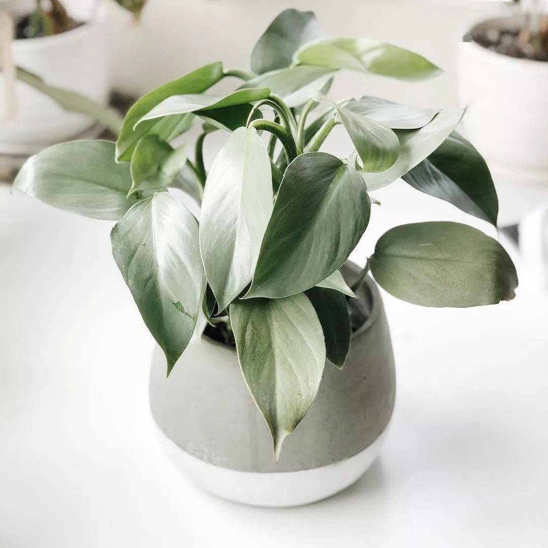 龟背竹怎么浇水多久一次 2a38ce6400e84389a30090aed9c0a537.jpeg