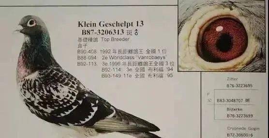 分析鉴赏世界顶级大铭鸽的鸽眼