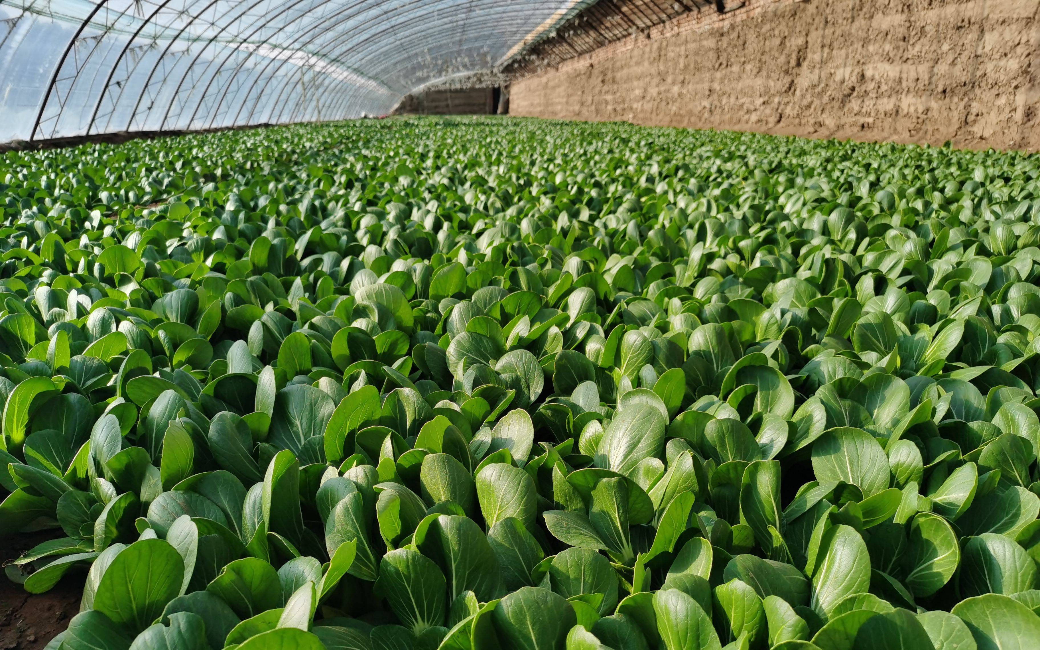 京郊冬季油菜上市时节这里的菜农格外忙碌