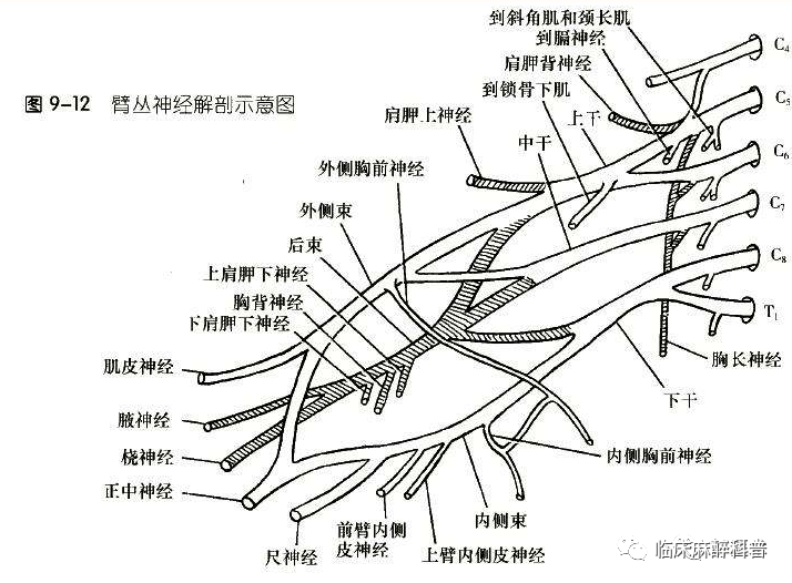 读懂脊柱神经支配及走形分布高清图谱请收好