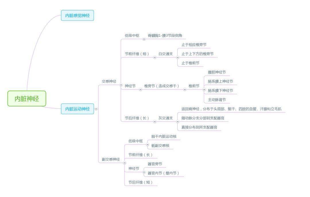 解剖学思维导图完整版人手一份