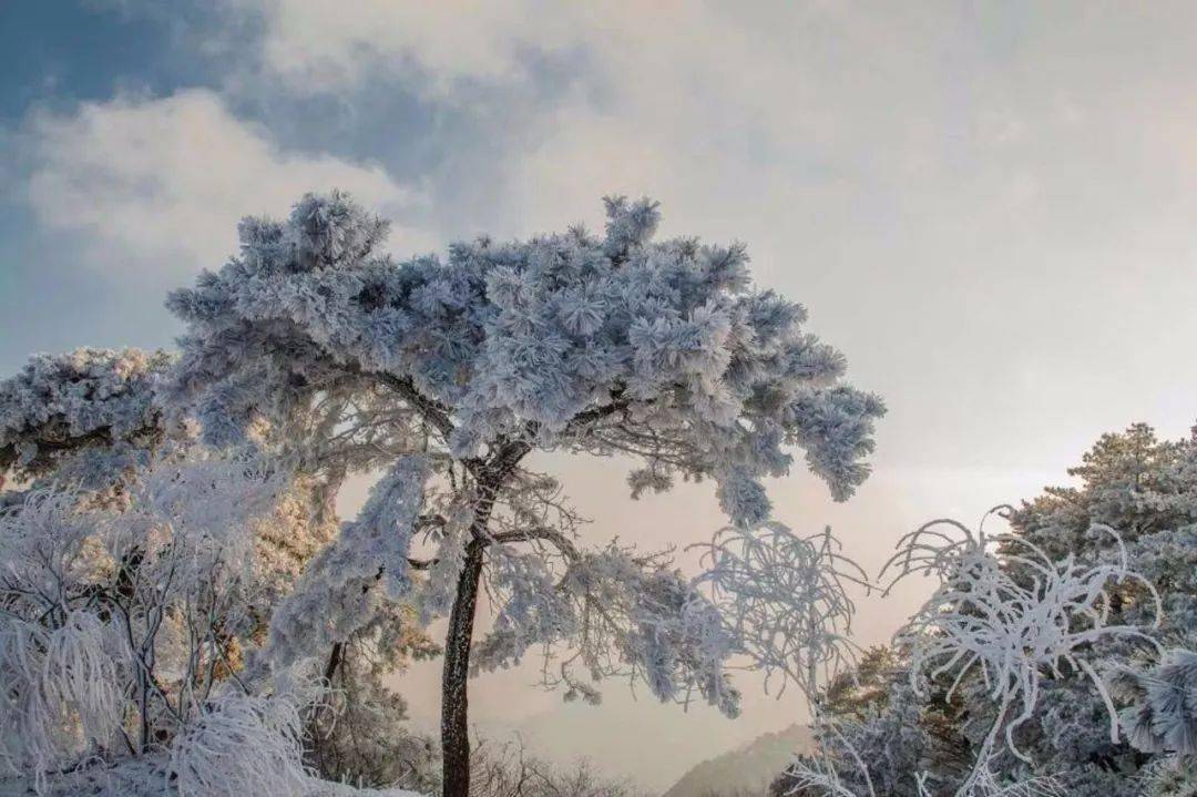 雾凇笼罩,玉树琼花 | 今天的泰山 " 仙气十足 "!